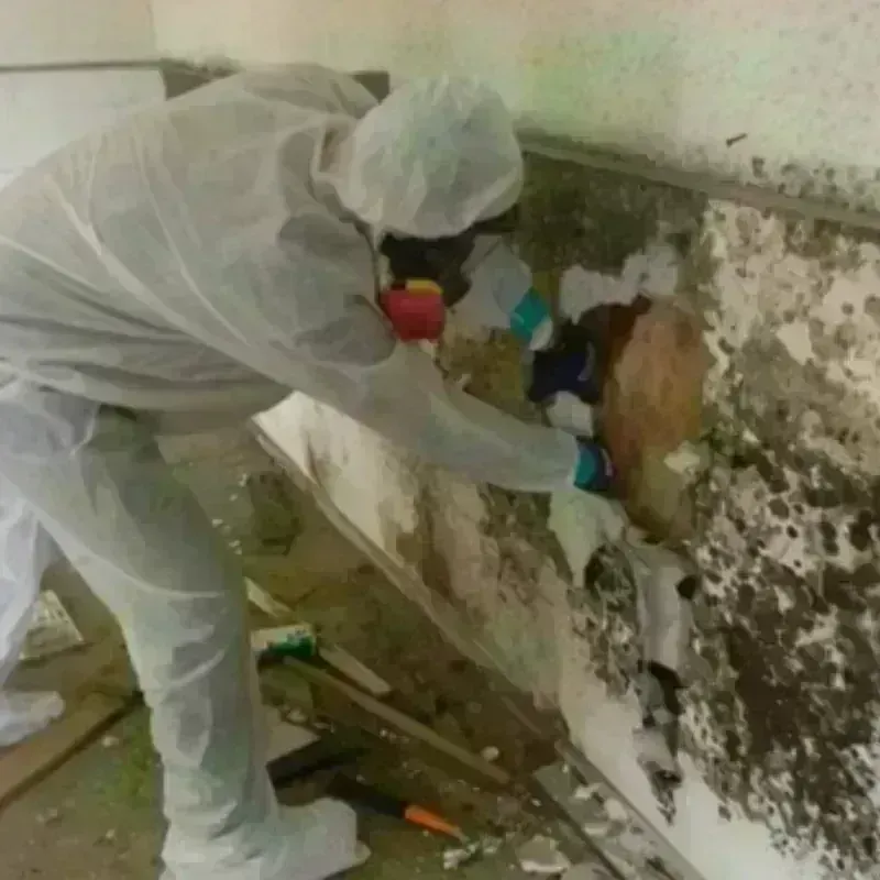 Mold Remediation and Removal in Wyoming, PA